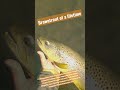 browntrout of a lifetime!
