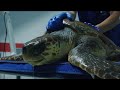 Out Of Plastic Documentary Trailer (english subtitles)