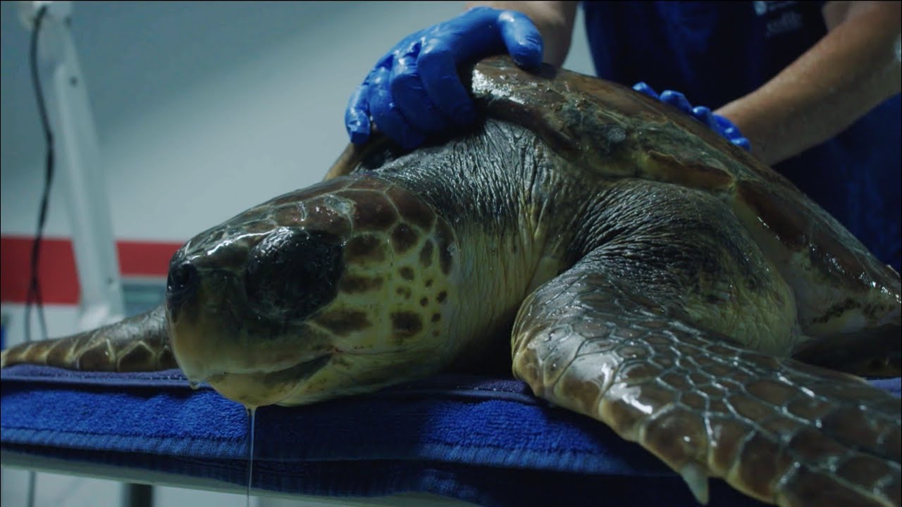 Out Of Plastic Documentary Trailer (english subtitles) YouTube