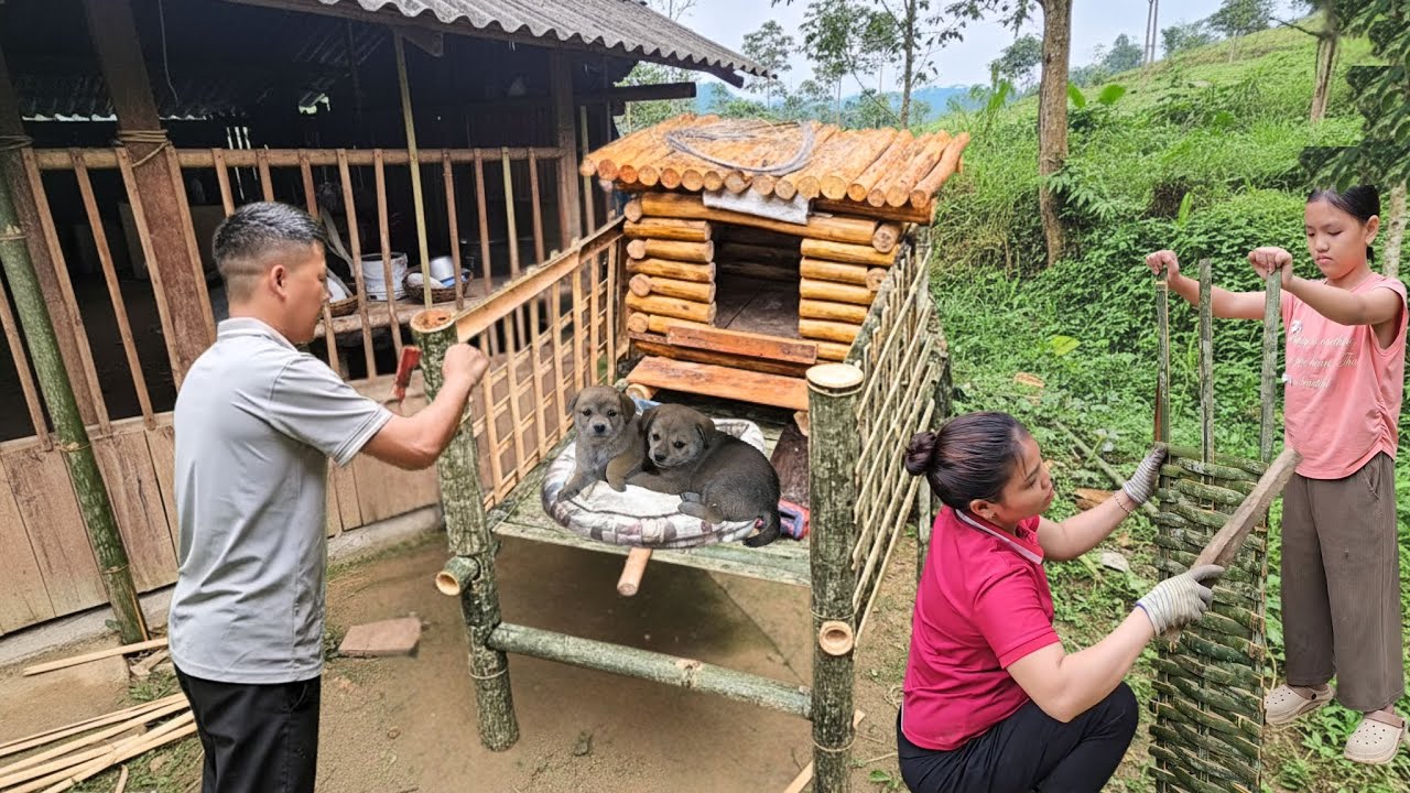 Couple Builds a Cozy Wooden Dog House | Daily Gardening & Caring for Two Puppies
