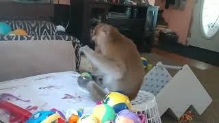 Java Macaques Rooting Thru Their Toy Box