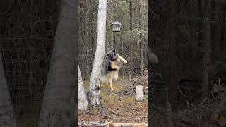 If she can't get the squirrel, maybe she can reach the bird feeder!