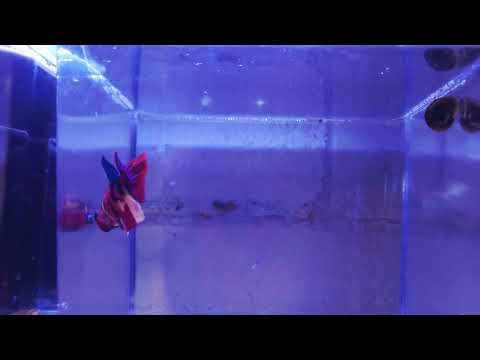 Www Gojirastropicals Com Https Www Facebook Com Share 17eQRwZi4c 