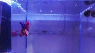 Download Lagu www.gojirastropicals.com https://www.facebook.com/share/17eQRwZi4c/ MP3