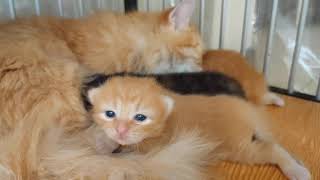 Bayi Kucing Lagi Dijilat Mama Nya