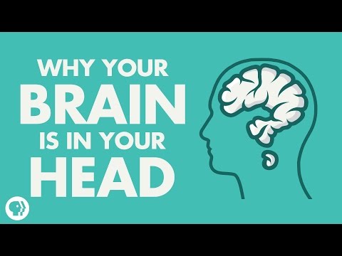 Why Your Brain Is In Your Head