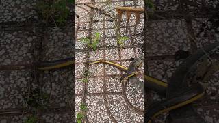 Vườn Có Nhiều Petgioosng Thế Này... Không Biết Con Gì Luôn...