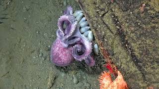 An Octopus Nursery