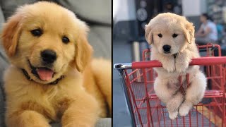 Cute And Funny Golden Retriever Puppies Compilation 😍 - Cutest Golden Puppy