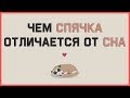 Edu: Чем спячка отличается от сна?