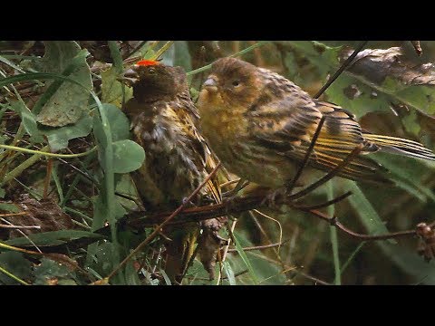 Video: Bird Yurok: foto və təsvir