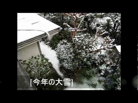 雪が降る