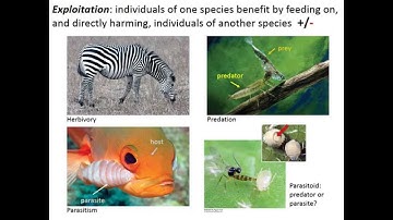 Predation Part 1: How to Eat Another Organism