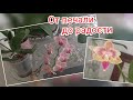 Мы ещё поборемся✌️:#орхидея_бабочка,потерявшая точку роста💮