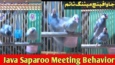 Java sparrow mating behaviour |java sparrow breeding behavior |@ahsanfinchfarming6185