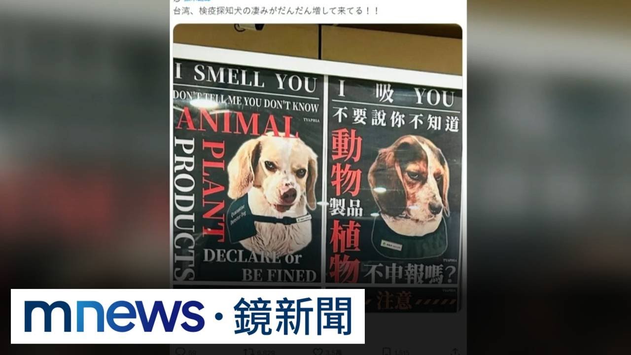 桃機狠瞪檢疫犬海報爆紅　日遊客好奇「I吸U」諧音哏｜#鏡新聞