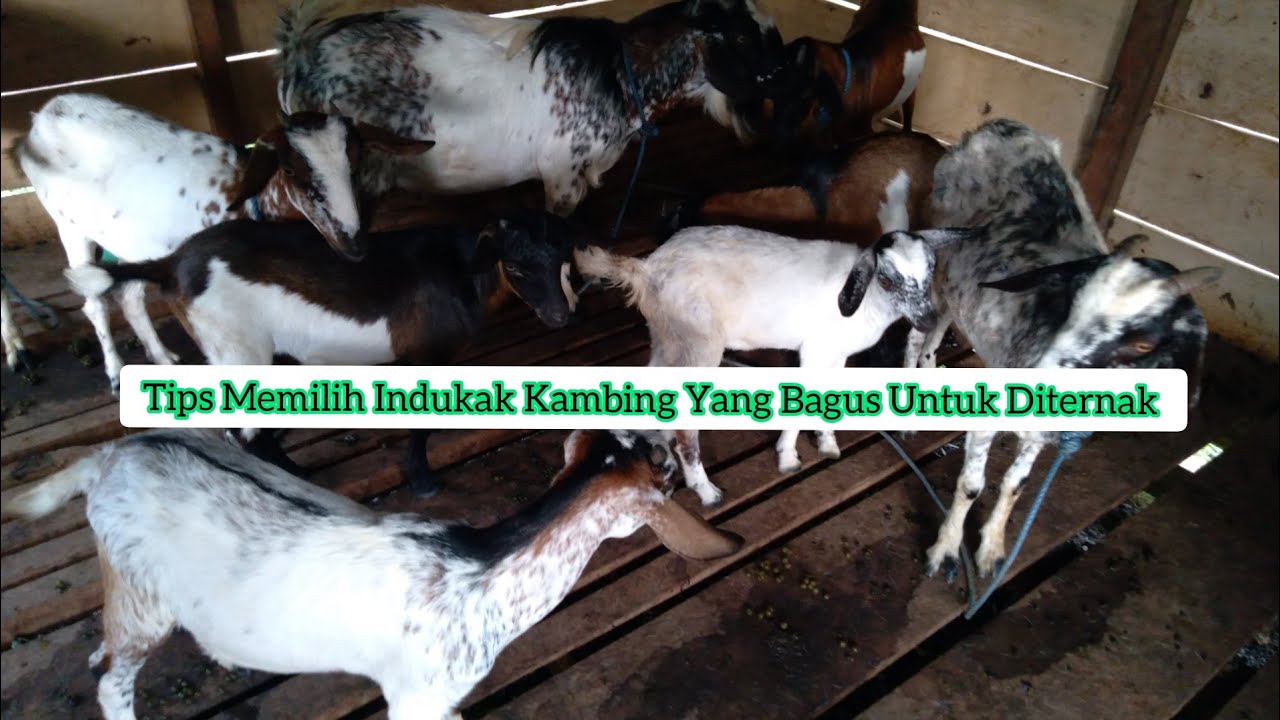 Cara memilih indukan kambing kacang 