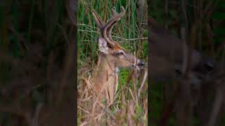 A Day in the Life: Corkscrew Swamp Sanctuary Visitor