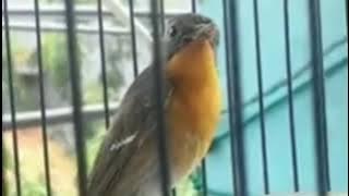 sikatan mugimaki nyuling