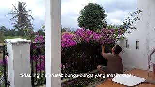 Baugenvil ungu di teras rumahku@enangsolehudan1637 