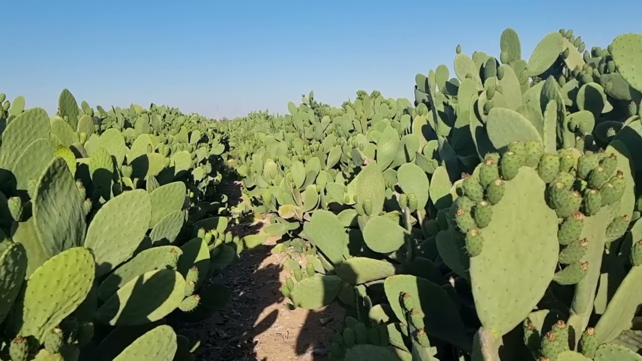 مصاريف فدان التين الشوكى عمر 18سنة م رامى محمد ت 01007305821