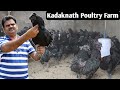 Kadaknath Poultry Farm | How To Start Kadaknath Poultry Farm | Kadaknath Chicken Farming Business