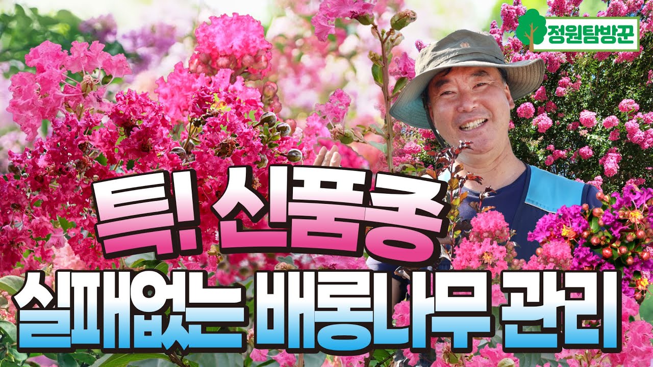 특별한 신품종 여름 정원수 추천! 실패 없이 배롱나무 잘 키우기. 꽃을 더 풍성하게 노지월동~