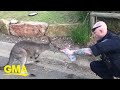 Police officer gives water to thirsty kangaroo impacted by Australian wildfires | GMA Digital