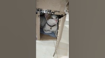 cats love... ❤️🐈 #cute #pets #kitten #byan #janwar #viral #catcare #cat  #mashallah #trending#foryou