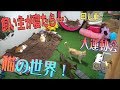 人間が寝た後の猫たちを隠し撮りしたら猫の世界が広がっていた…！【運動会】