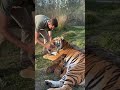 Man Returns a Lost Tiger Cub to Its Mother 🐯❤️ | Heartwarming Reunion in the Wild #catreaction