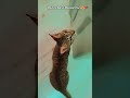 Main to bahut Masoom hun 😍💗 #viral #kitten #kitty #cute #cutecat #catshorts #meow #meowgical #kittyt
