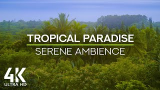 A New Day in the Tropics in 4K - Refreshing Morning Sounds of a Tropical Island's Forest