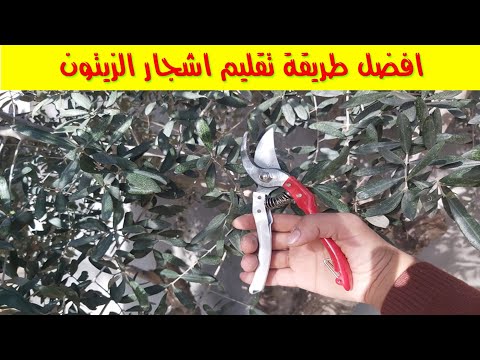 افضل طريقة تقليم اشجار الزيتون وافضل وقت التقليم