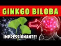 Descubra os 12 incrveis benefcios do ginkgo biloba  dr alain dutra