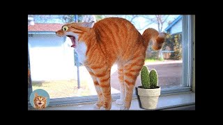 Angry Cat😾 - Super Pets Reaction Videos| MEOW