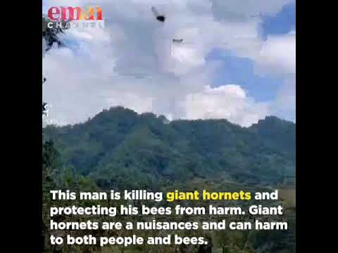 man kills Asian giants hornets to protect bees