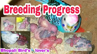 Breeding progress// 41 वा दिन मटकी लगाये हुये// bhopali Bird's lover's