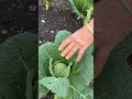 Savoy cabbage| Cauliflower all sown on the same day| For many and varied harvests Charles Dowding