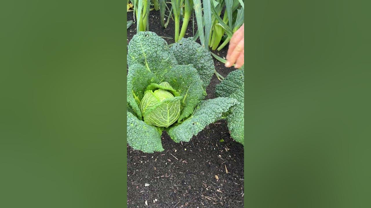 Savoy cabbage Cauliflower all sown on the same day For many and