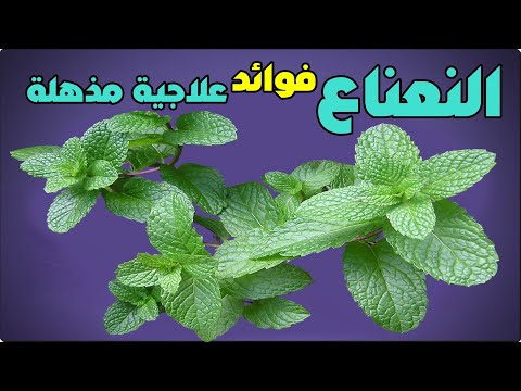 اذا كنت تشرب النعناع كل يوم هذا ما يحدث لجسمك فوائد النعناع الأخضر والامراض التي يقي منها