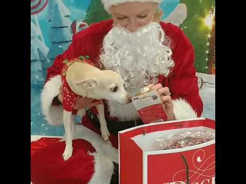 Doggy Secret Santa