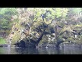 Dartmoor Tree Jump Fail