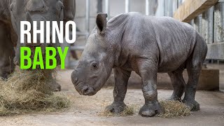 Watch The Moment A Rare Baby Rhino Is Born On CCTV…
