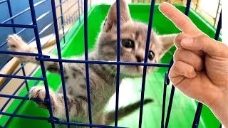 КОТЕНОК В КЛЕТКЕ - вся история. Как рос КОТ МАКС сборник