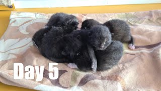 Fifth day in the world // Cat mom! by Cat House 332 views 10 months ago 5 minutes