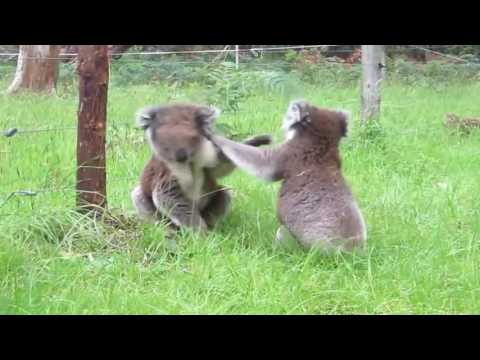 قتال بين حيوانين كوالا ههههههه مضحك جدا جدا 