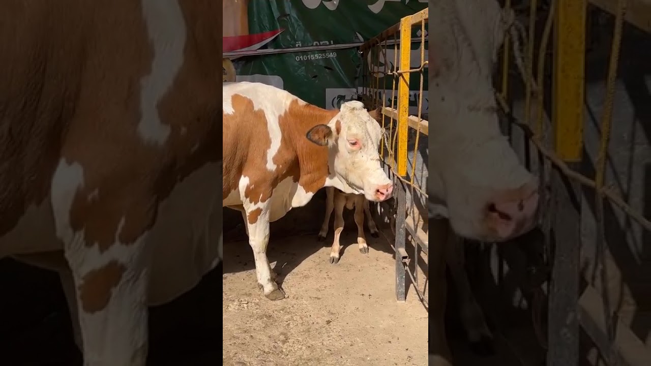 من مزراع تاجر الفصيح 