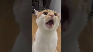 “Soft Meow Alert 😻 | Cutest Cat Sound Ever”#shorts#kittens #cat #shortsfeed!! screenshot 3