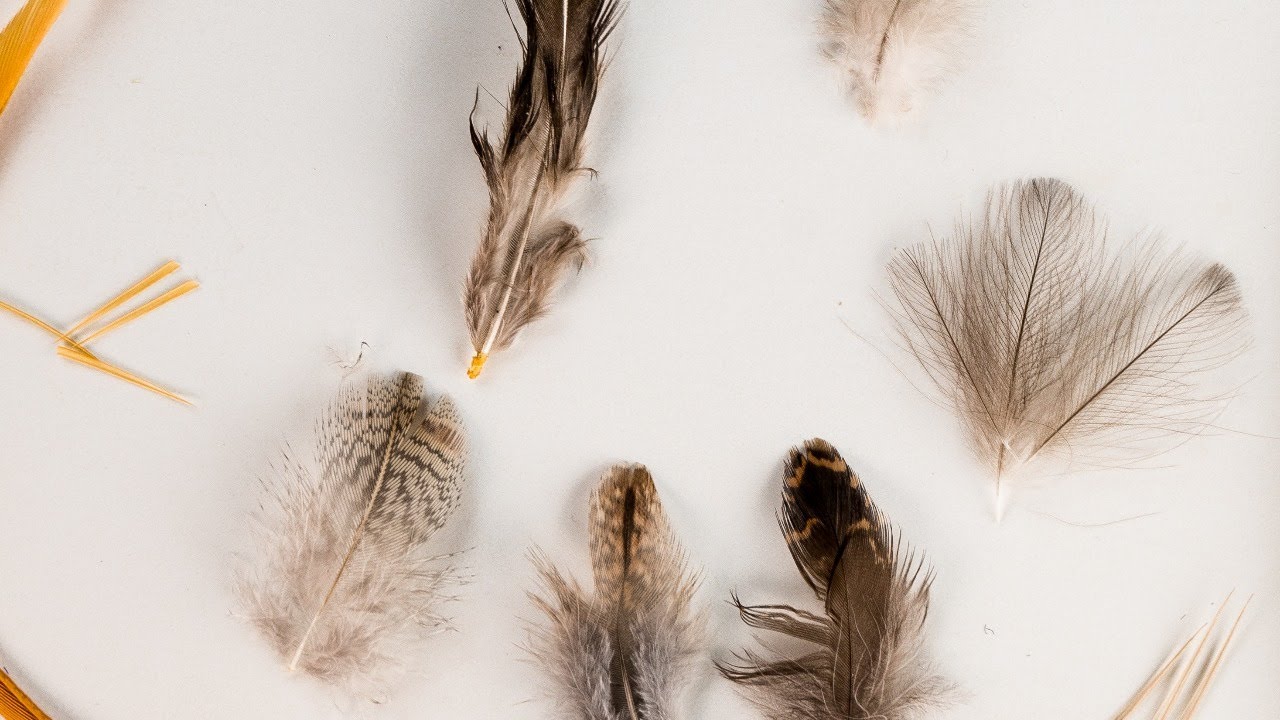 All about feathers for fly tying 